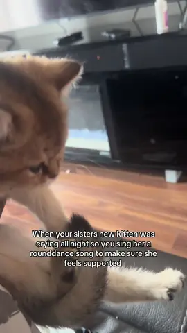 @Fawn Wood 😭😭💀 #cat #rounddance #nativetiktok #indigenous #kitten 