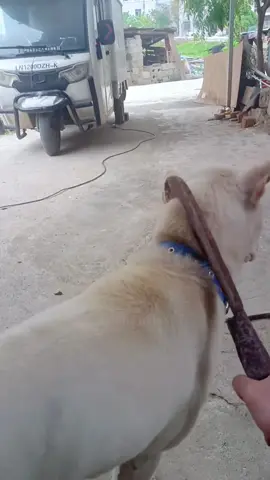 Dramatic dogs🤣🐶#funnyvideo #foryou #tiktok #dog #funnydog 