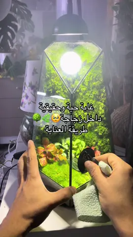 كرستالة الحياة💚🥹🌿 طريقة العنايه في التيراريوم ١-يوضع في درجه حراره الغرفه (١٩-٢٧ درجه مئويه) ٢- يرش بالماء ١٠-١٢ رشه مره بالشهر تزيد بحسب حجم التيراريوم ٣- يعرض لاضاءة من ٨-١٠ ساعات يوميا ملاحظة : يبقى التيراريوم مغلقا ولا بأس في فتح فتحه بسيطه فيه في كل اسبوع مره لعشر دقائق للتهويه وجود الضباب على الزجاج يعتبر الوضع الطبيعي للبيئه. في حال كان التكثف بدرجه عالية بعد الري يتم فتحه التيراريوم لمده عشر دقائق الى ان تتزن درجه الرطوبه كثرة فتح التيراريوم قد تجعله يحتاج الى ري قبل انتهاء الشهر #تيراريوم #بريدة #حديقة_زجاجية #نباتات #نباتات_داخلية 