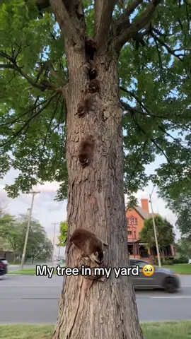 Guardians of The Galaxy Part 3 🦝 @Barstool Outdoors (via:@Valena) 