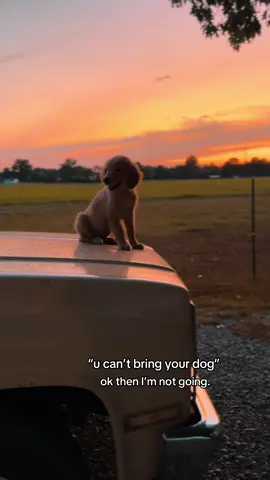 fr tho #fyp #goldenretriever #truck #viral #puppy 