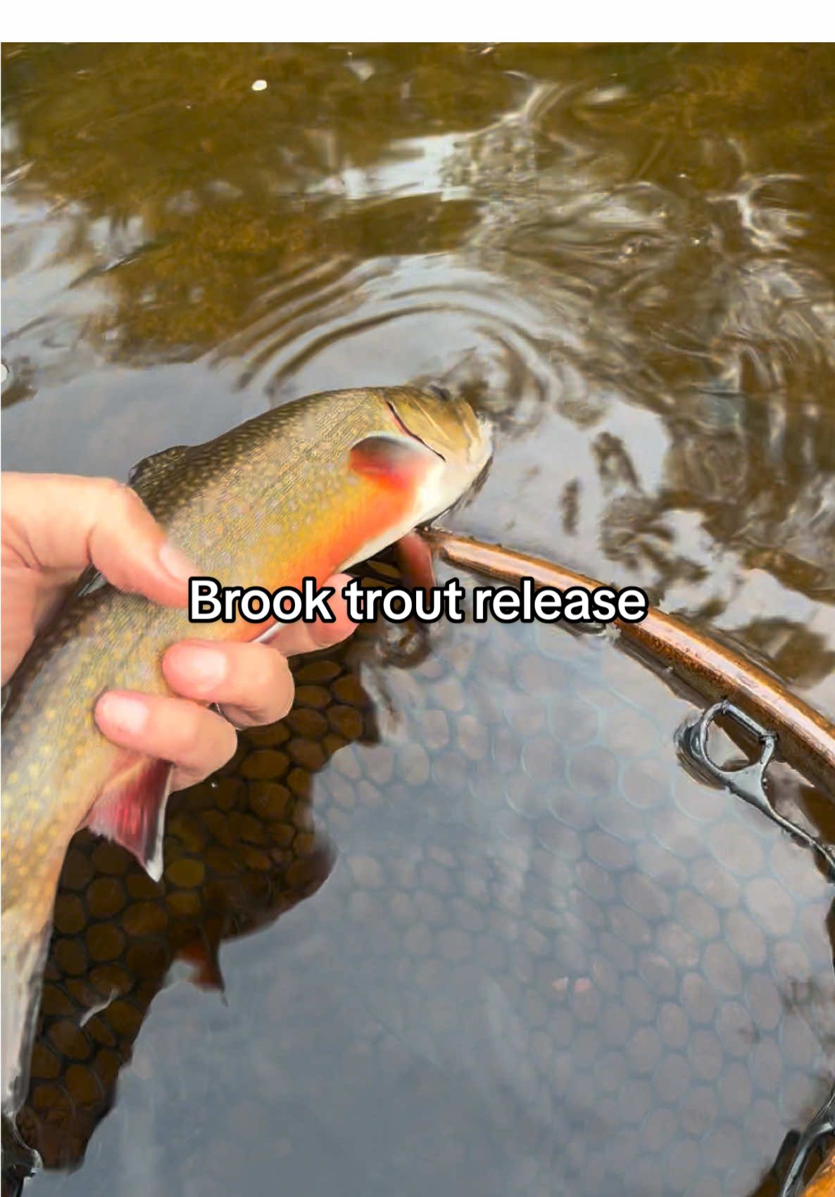 Brook trout release… #brooktrout #trout #catchandrelease #flyfishing #bradyshandmadenets 