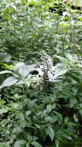Daun Kumis Kucing Segar#fyppppppppppppppppppppppp#Viral#Daun Kumis Kucing Segar