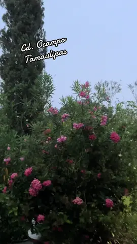 Mi Pueblo querido 🙌💚🤍❤️‍🩹 #mexico🇲🇽 🙏 #lindopueblo 🤭 #tamaulipascheck🇲🇽 