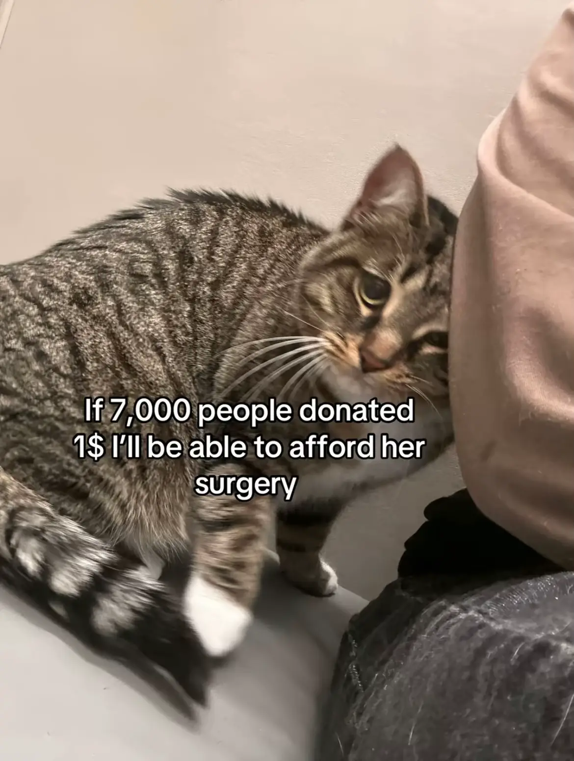 Go fund me in bio. Anything will help ❤️ https://gofund.me/dd38ab68 I live alone with 2 kids doing everything I can to save my cat Luna's life. She has a serious blockage in her digestive system, and it's become infected. The vet told me that without emergency surgery, the only other option would be to put her down to stop her from suffering. The surgery costs around $7,000, and I just can't afford that on my own while also raising my kids. She's been with us through everything and we can't imagine losing her like this. What makes it even harder is that she has a sibling waiting for her at home. They're deeply bonded and love each other so much. Her sibling is already missing her, and we just want to bring her back home, safe and healthy. I'm reaching out with an open heart to ask for help. If you're able to donate anything at all, or even just share this page, it would truly mean the world to me and my family. Every little bit gets us closer to saving her. Thank you so much for reading and for caring. #gofundmehelp #gofundme #safeher #helpmycat #gofubdmehelpneeded #fyp #foryoupage #foryoupage❤️❤️