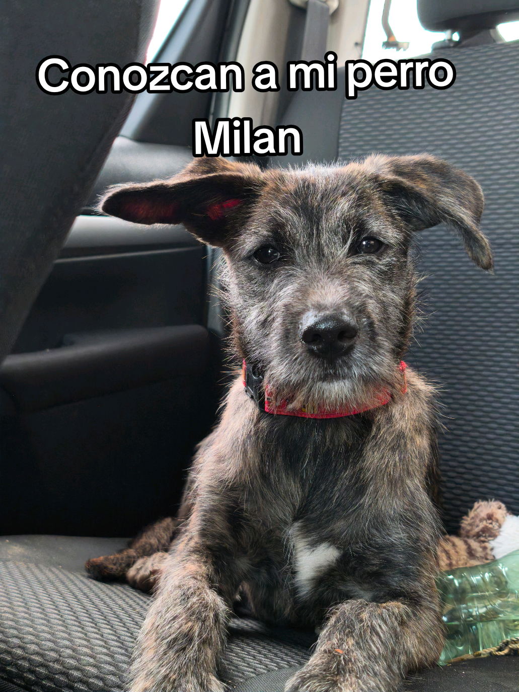 Conozcan a mi perro Milan, es el más joven d ella manada, Milan es muy juguetón y le encanta que le den amor ❤️  #dogsoftiktok #farm #animals #amorporlosanimales 