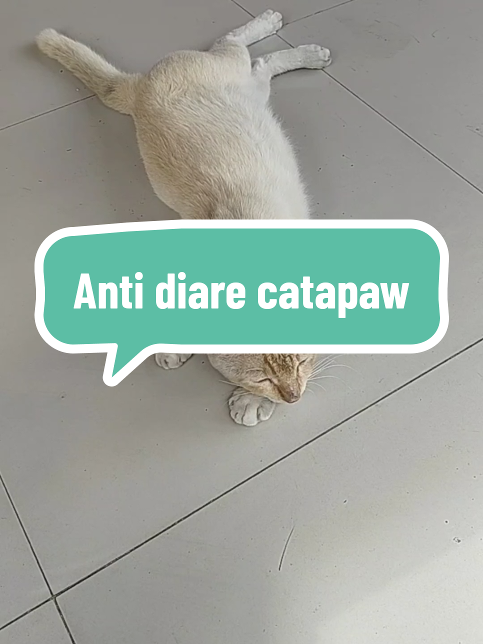 Kucing diare dan mencret kasih aja anti diare catapaw efektif mengatasi diare dan mencret pada kucing #kucingdiare #kucingmencret #obatkucingdiare #obatkucingmencret #antidiarecatapaw 