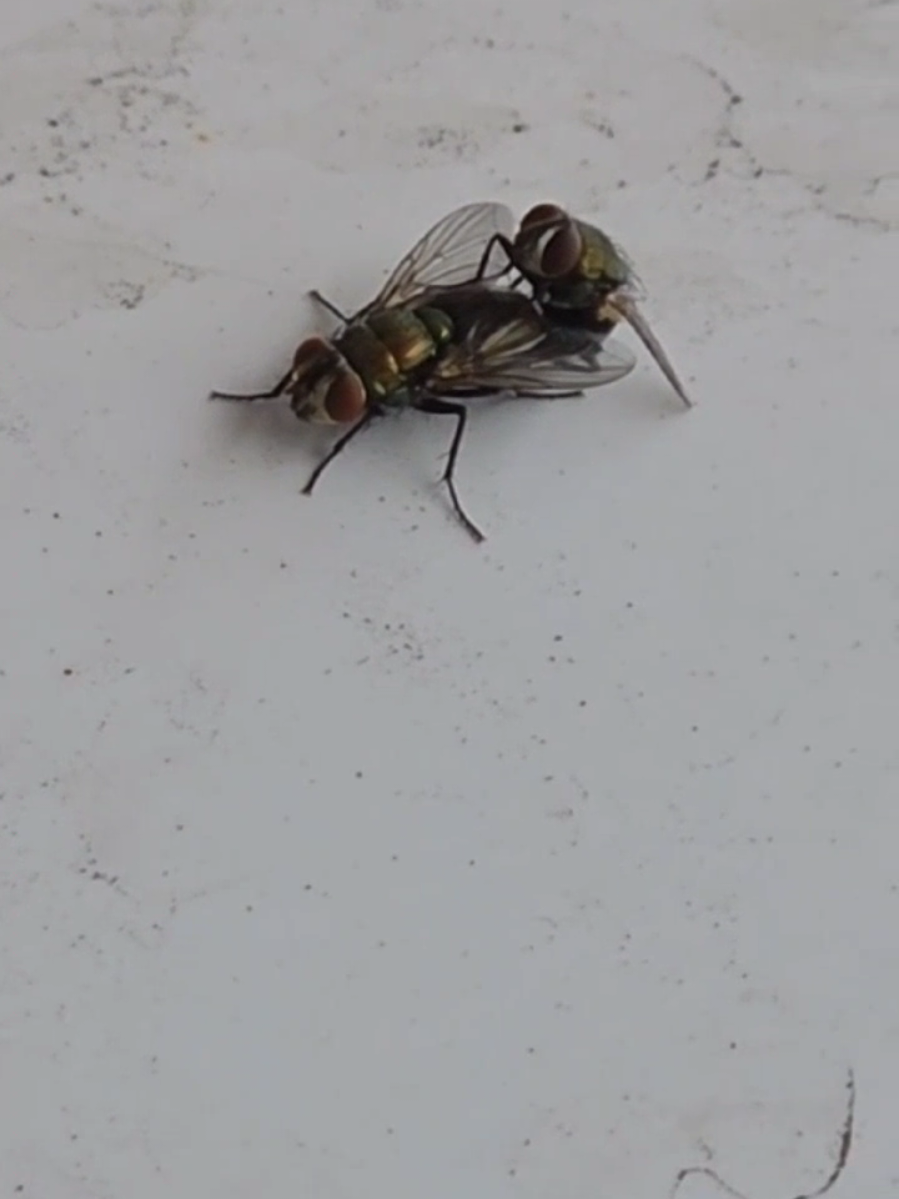 Getting freaky 🤣 #pinchesmoscas #flys #freaky 