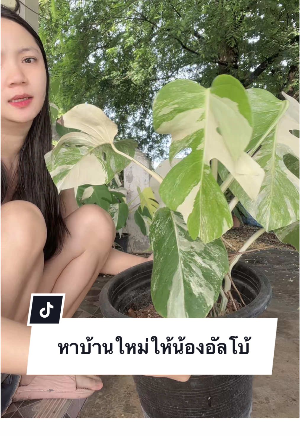 หาบ้านใหม่ให้น้อนอัลโบ้🪴🌈🧸 #มอนสเตอร่า #มอนสเตอร่าอัลโบ้ #อัลโบ้ #บ้านสวนลมโกรก #haanbee 