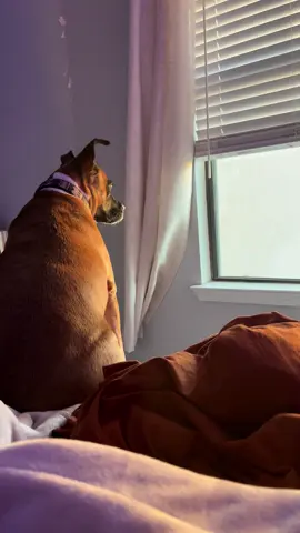 #dogs 