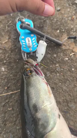 ป็อป ป็อป ตู้มมม 💥🤯🎣#streamfishing #ตีเหยื่อปลอม #ผิดคิว #หมายธรรมชาติ 