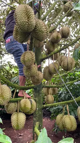 mẫu víp 😍😍😍😍😍😍