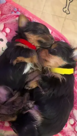 Besties for life ❤️🐾 #tiktokyorkies #foryou #foryoupage #yorkies #fyp 