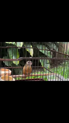 wambi mini / teumi, burung kecil berwarna coklat yang memiliki banyak suara dan dapat meniru suara burung lain. #wambimini #wambi #wambiminivietnam #wambiminiimport #wambie #kicau #kicaumania #kicaumanianusantara #kicaumanianusantara #burungjogja #jogjakicaumania #fyp 