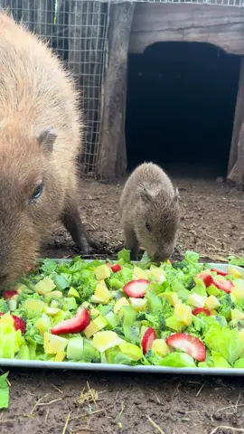 Por si querian update de el bebe capi🫶🏻😝 @Bioparque Estrella Monterrey #capibara #bioparquemty #bioparqueestrella #bebe #Bioparqueestrellamty 
