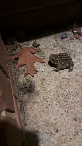 #fyp #frog #toad #todd #frogtok 