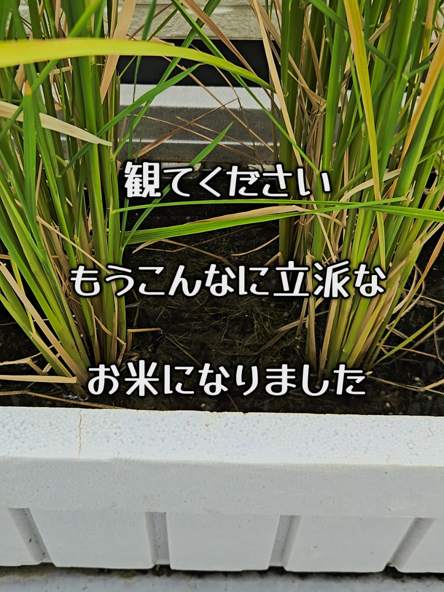 #コシヒカリ栽培【もうこんなに立派なお米になりました🌾】#家庭菜園　#コシヒカリ　#新米 