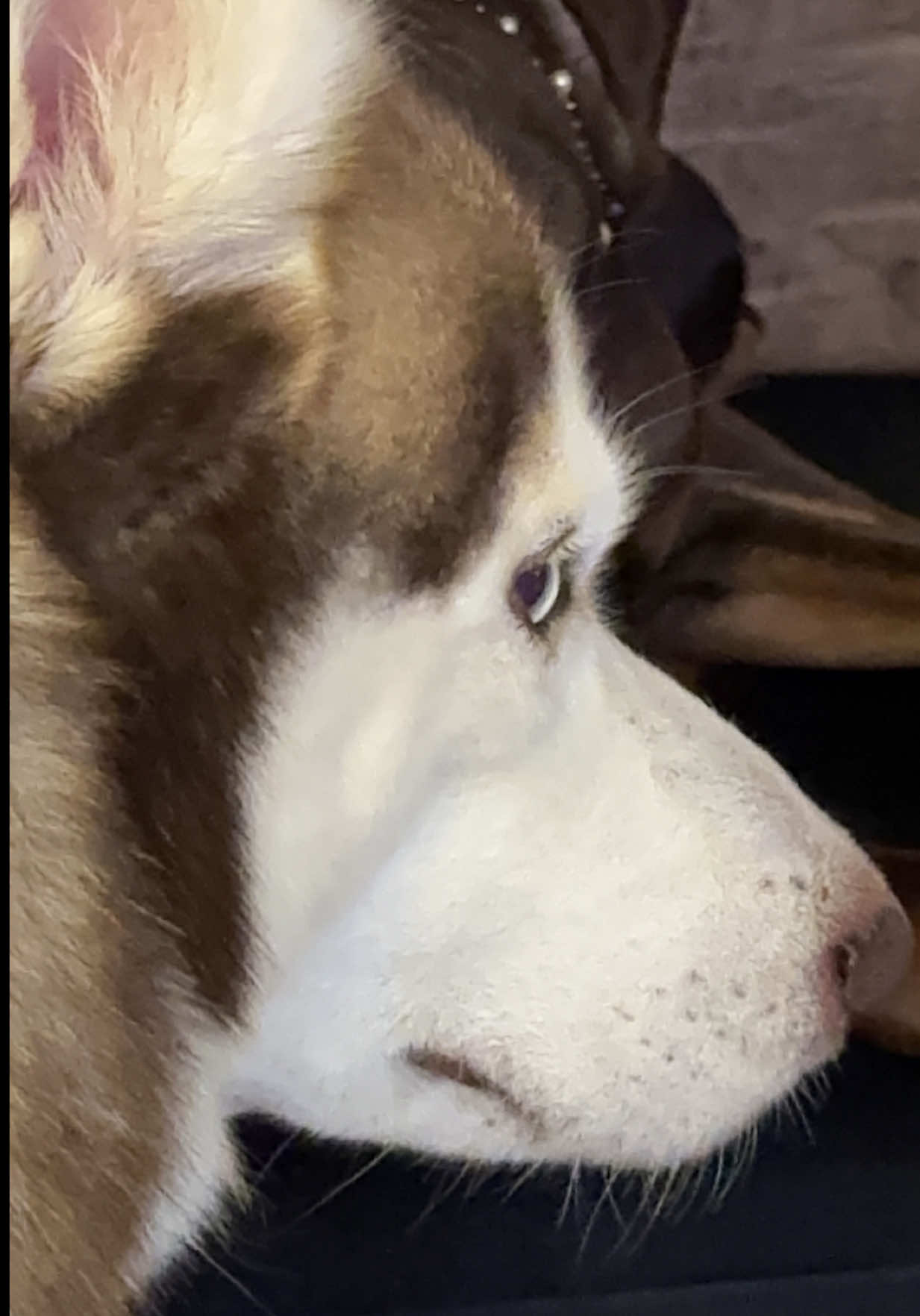 Todos los Husky son así?🥴🐺 #robinypretzel  #husky #huskylife #siberianhusky #huskysiberiano 