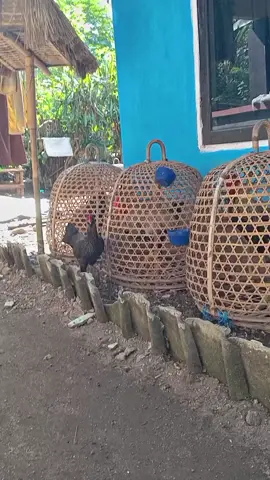pasukan nafas tua😁