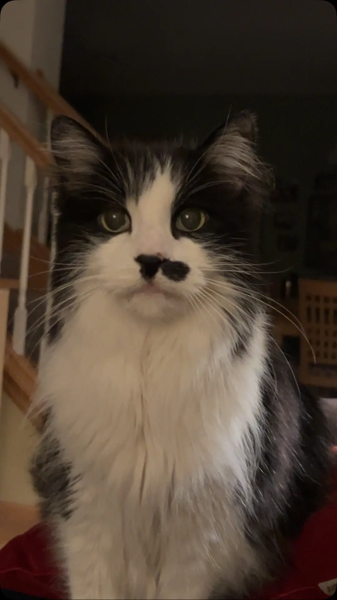 #cat #catfoodbowl #hungrykitty #mustachecat 