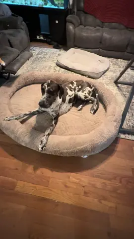 #dog #dogsoftiktok #greatdane #doberman #bed 
