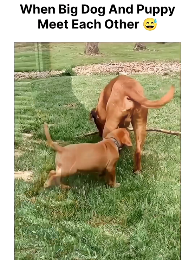 Big dog vs puppy 😂🐶 #funnydogs #doghumor #dogsoftiktok #puppy #trending 