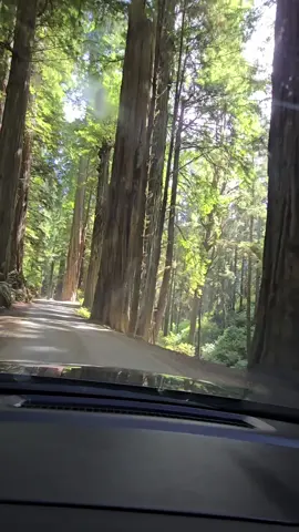 #sequoia #sequoianationalpark 