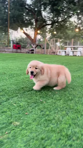 ต้าวก้อน🥰 #cooperbunnyfarm #คูเปอร์บันนี่ฟาร์ม #goldenretriever #ฟาร์มโกลเด้นเพชรบุรี #โกลเด้นรีทรีฟเวอร์ 