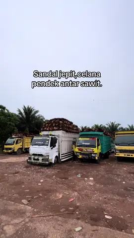 12 up#fyp #beranda #sawitriau #rrgrub 