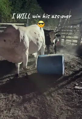 I WILL win him over 🤣 he’s such a pain in the arse #babybucker #buckingbull #lizziespet #littleprick 