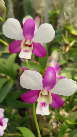 Yang mini2 tak kalah cantik id Savin two tone-Enoby Splash-Tanida Putih- Yaya Compactum. #anggrekdendrobium #mygarden #kebunmini  #ponorogo #orchids 
