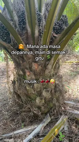 #sawit #sawitontiktok 