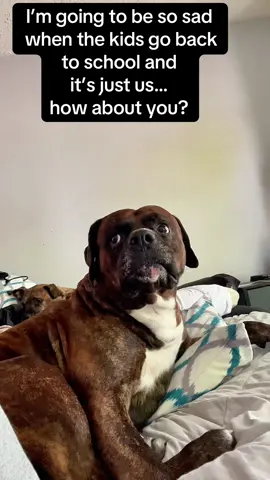 #dog #doggo #doggie #dogsoftiktok #dogvideos 