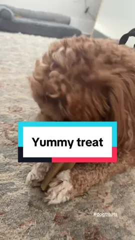 Rocky loves his treat from @Mighty Paw he has been eating on it since and will not let go 😂 he even gets mad when we take it away at night time 😅 silly boy! #TikTokShopCreatorPicks #dogsoftiktokviral #cavapoo #dogtreats #dog 
