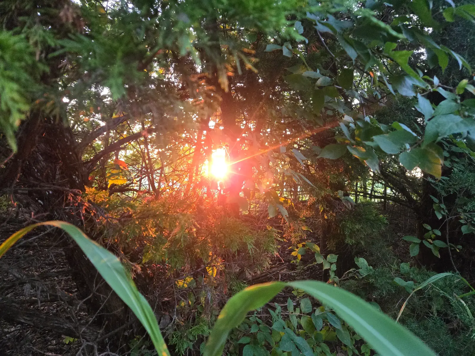 I wanna share my perspective💖☀️CreativeRadiantWorks #romantizeyourlife #nature #radiant #beauty 