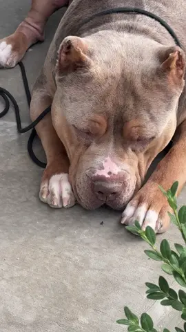 Literally wouldn’t even hurt a fly 🥹 #dogsofttiktok #bullybreeds #americanbully 