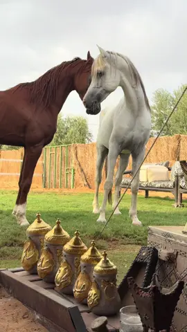 صباح الخير❤️#الزميلي #العطوي #اكسبلووور #خيل_وخياله🐎 #خيل 