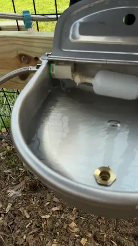 #water #backyardchickens #animals #weather #hydration 