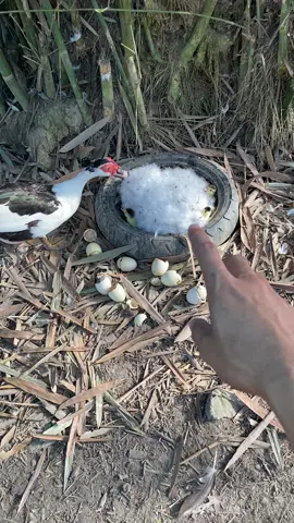 🦆🐣🐣🐣🐣🥰#entok 