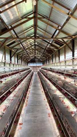 #ayampetelur #peternakayampetelur #pullet #peternakmudaindonesia #peternakmuda 