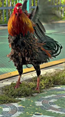 Quee nghệ 2680Gram chuộc xee, emm ơiiii…😊📌🐓🌾#Sumgàđiều✅🐓🌾 #gàđáđồngtháp #gàbông #gàchiến #xuhuongtiktok 