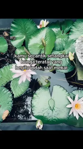 @liz #psht#teratai 