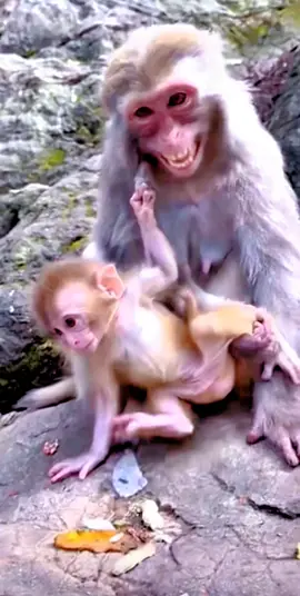 #tiktok #monkey #foryou 