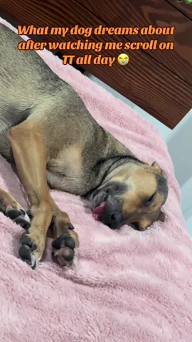 When you are on TT all day 🫢🤣 #fyp #dog #dogsoftiktok #trending #fypシ゚viral 