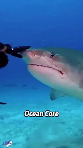 Ocean core🐡🦈🐙#greatbarrierreef #coralreef #avatarthewayofwater #avatar #travel #traveltiktok #australia #animals #core #fyp #funny #foryoupage