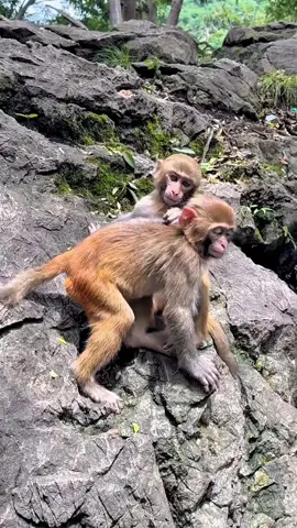 #tiktok #monkey #foryou 