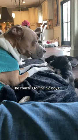 When puppies become a problem there’s always the safety of a couch 