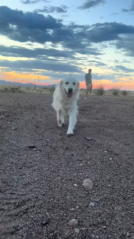 Evening in our life!!  🐶🐾🌅☀️ #wafflesthegolden #eveningvlog #arizona 