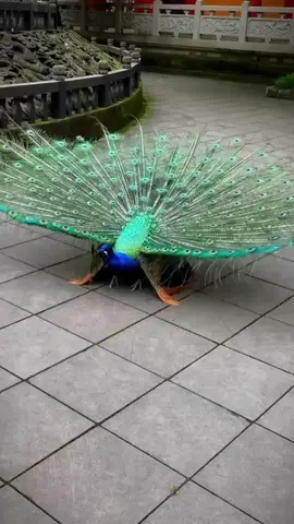 Peacock Dance #peacock #dance #bird #viralvideo #animals 
