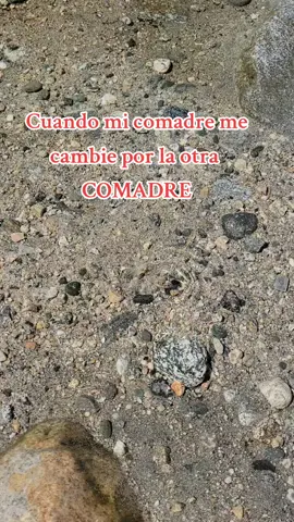Comadre lo siento  #comadre #paramicomadre #comadrelodiento #comadres 